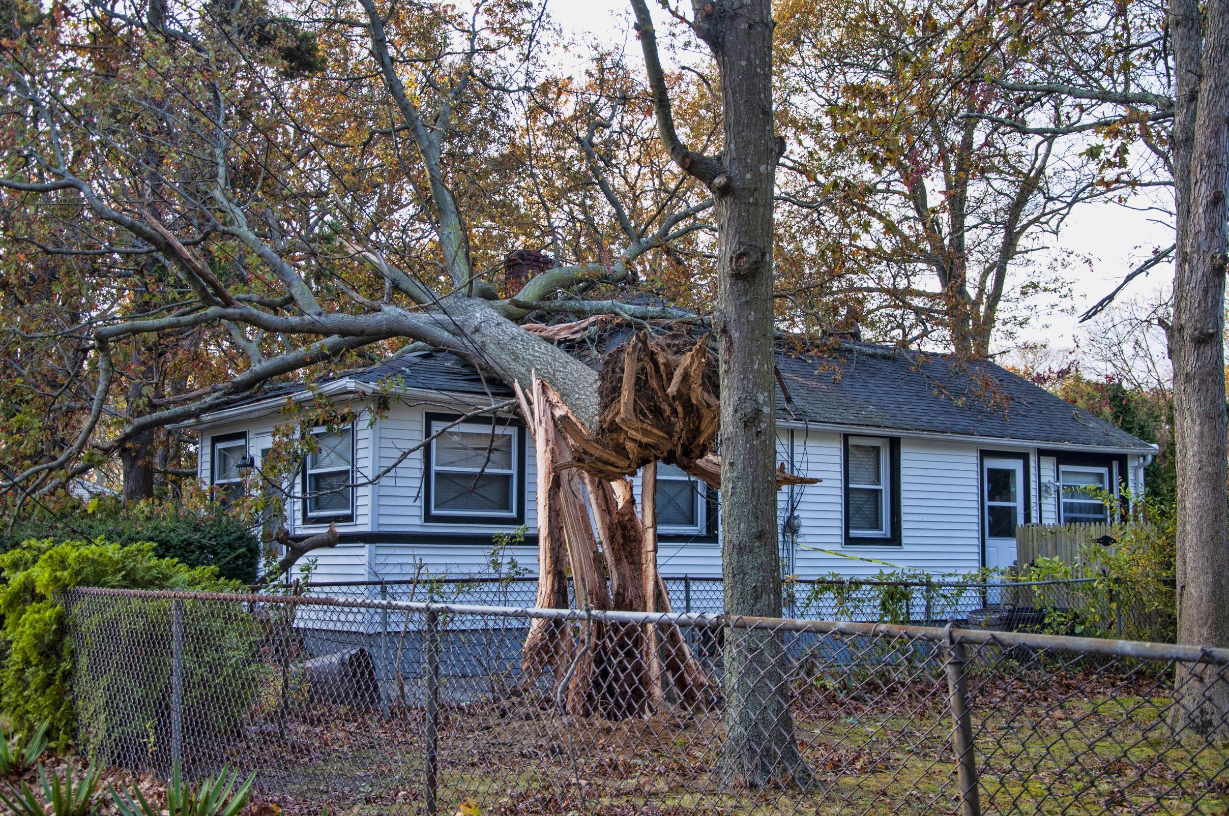 A large tree split by a storm lying across the roof of a white house behind a chain-link fence.